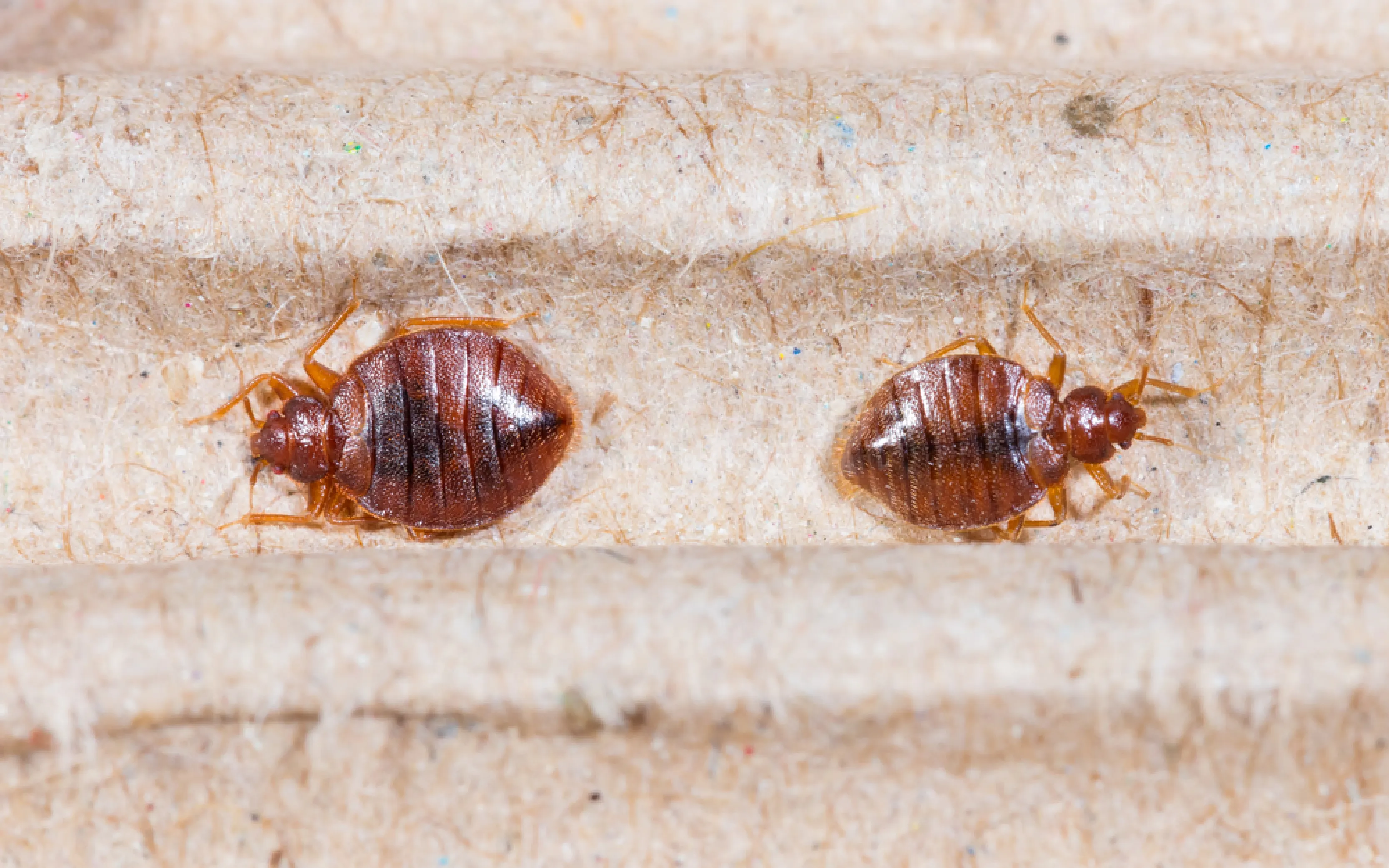 carpet cleaning in the westchester, carpet cleaning in the westchester, carpet cleaning the westchester, carpet cleaners in the westchester, carpet cleaners in the westchester, commercial carpet cleaning, commercial carpet cleaning in the westchester, the westchester rug cleaners, rug cleaning services in the westchester, same day carpet cleaning, same day rug cleaning