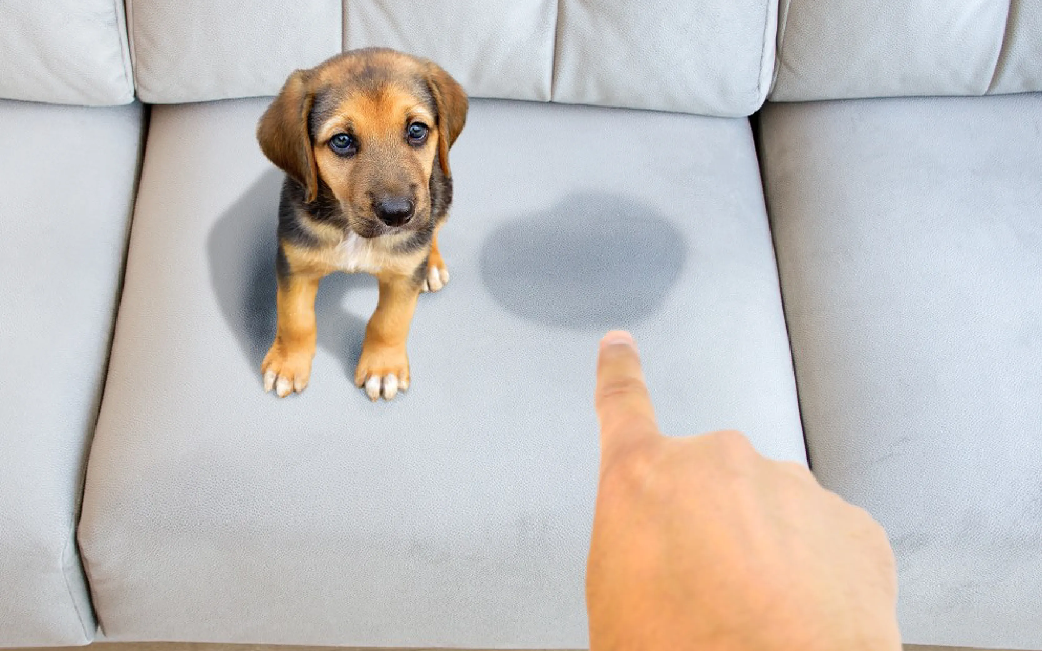 carpet cleaning in the westchester, carpet cleaning in the westchester, carpet cleaning the westchester, carpet cleaners in the westchester, carpet cleaners in the westchester, commercial carpet cleaning, commercial carpet cleaning in the westchester, the westchester rug cleaners, rug cleaning services in the westchester, same day carpet cleaning, same day rug cleaning